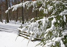 Snow Covered Tree And Fence Stock Photography Snow Covered Tree And Fence Stock Photography