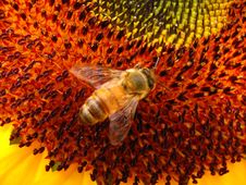 Bee In Sunflowr Stock Photography