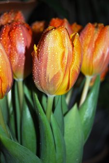 Water Drops On First Spring Tulips Royalty Free Stock Photos Water Drops On First Spring Tulips Royalty Free Stock Photos