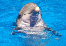 Dolphin Smile Royalty Free Stock Images