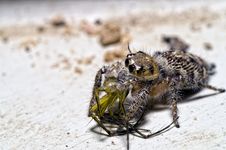 Jumping Spider With Lynx Spider In The Mouth Royalty Free Stock Photos