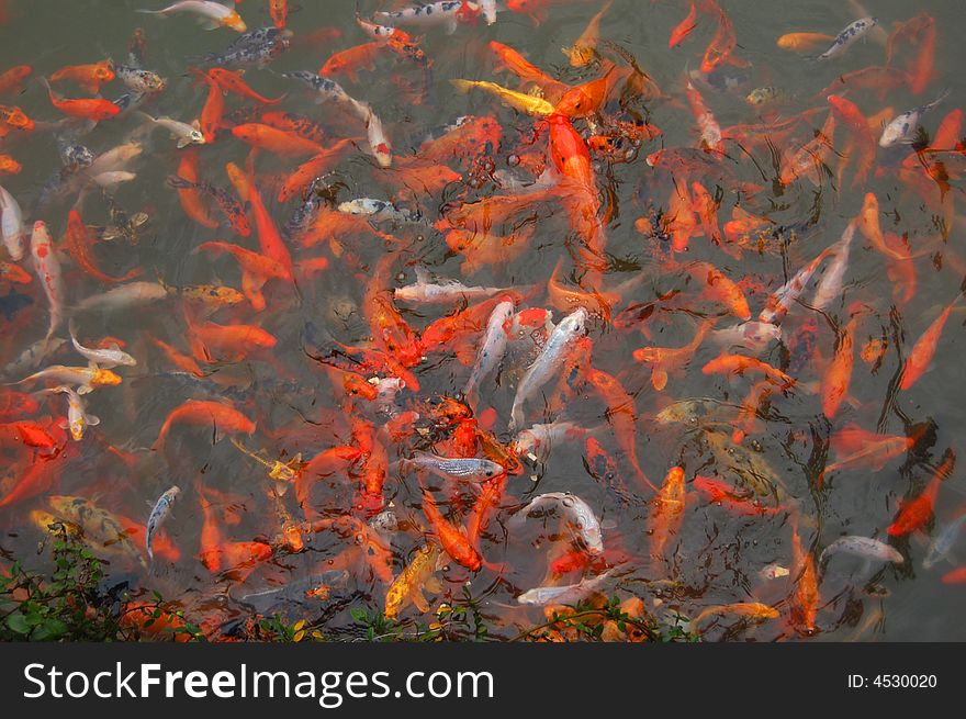 Crowd koi fish in a pool