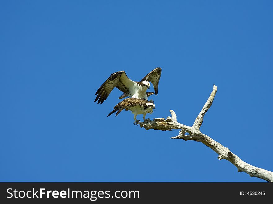 A pair of Osprey copulating in a dead tree