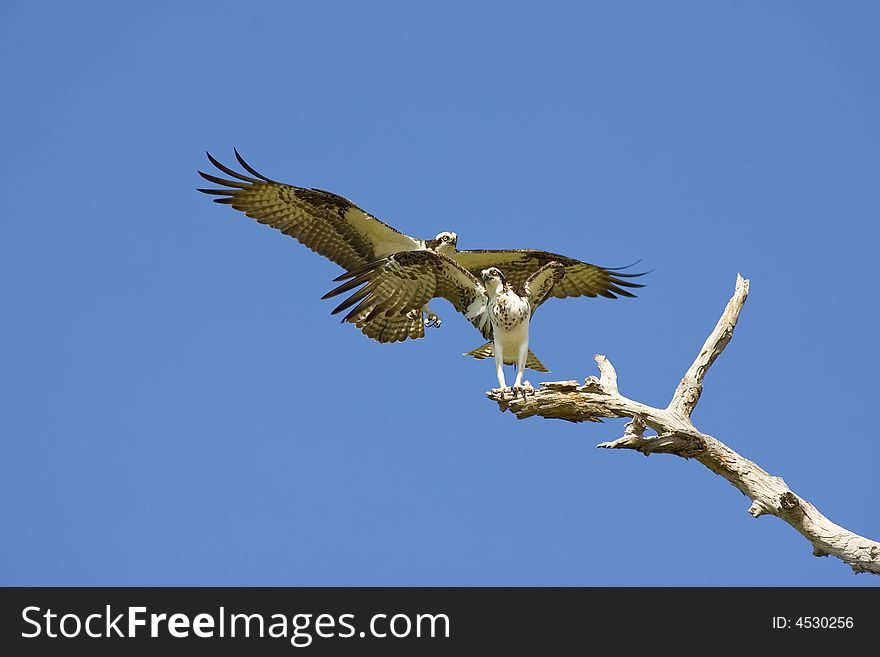 Male Osprey approaches the female to copulate