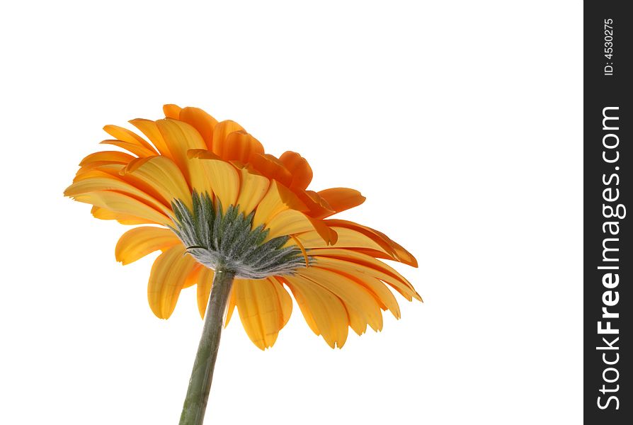 Orange gerber on a white background