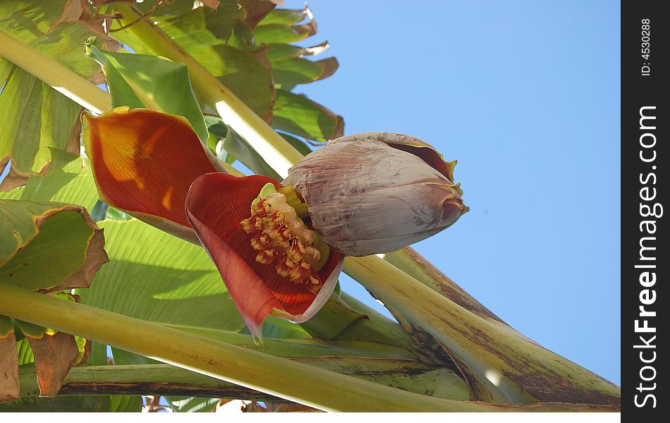 Banana blossom before becoming a fruit