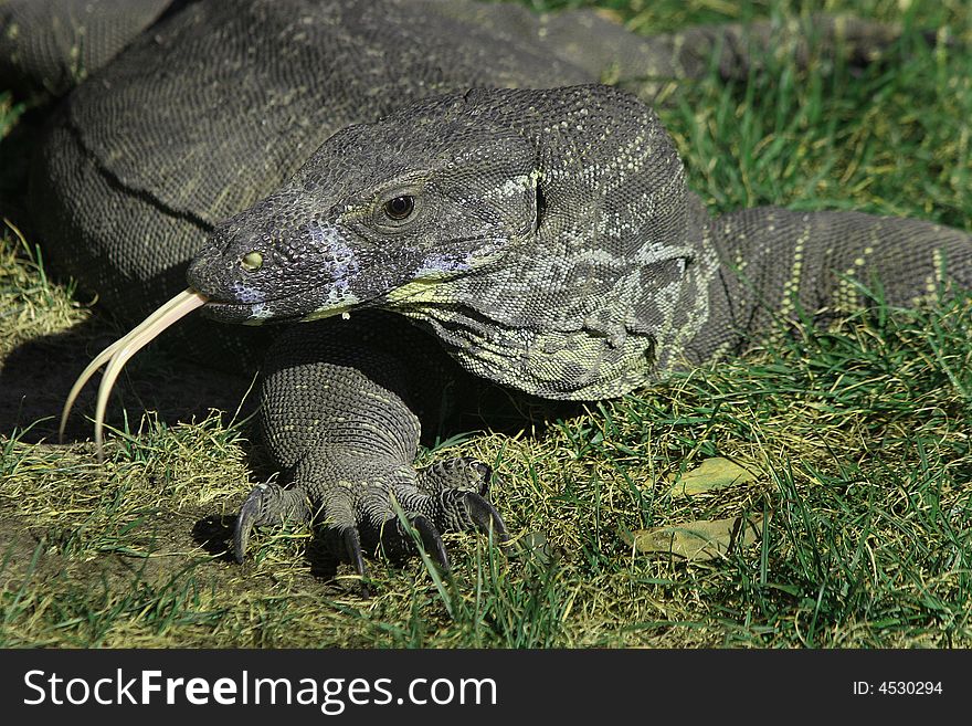 A Lace Monitor reptile or Tree Goanna (Varanus varius) has its head up and alert and darts out its tongue sensing the environment during the opening hour of a wildlife park in Victoria, southern Australia.