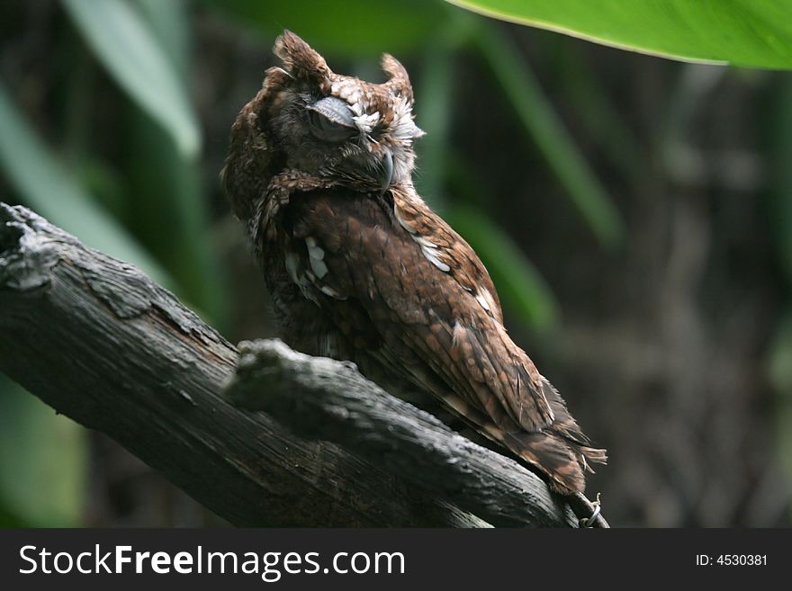 A captive eastern screech owl sleeping (Megascops asio)