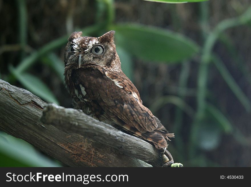 A captive eastern screech owl (Megascops asio) making a seemingly scared expression. A captive eastern screech owl (Megascops asio) making a seemingly scared expression