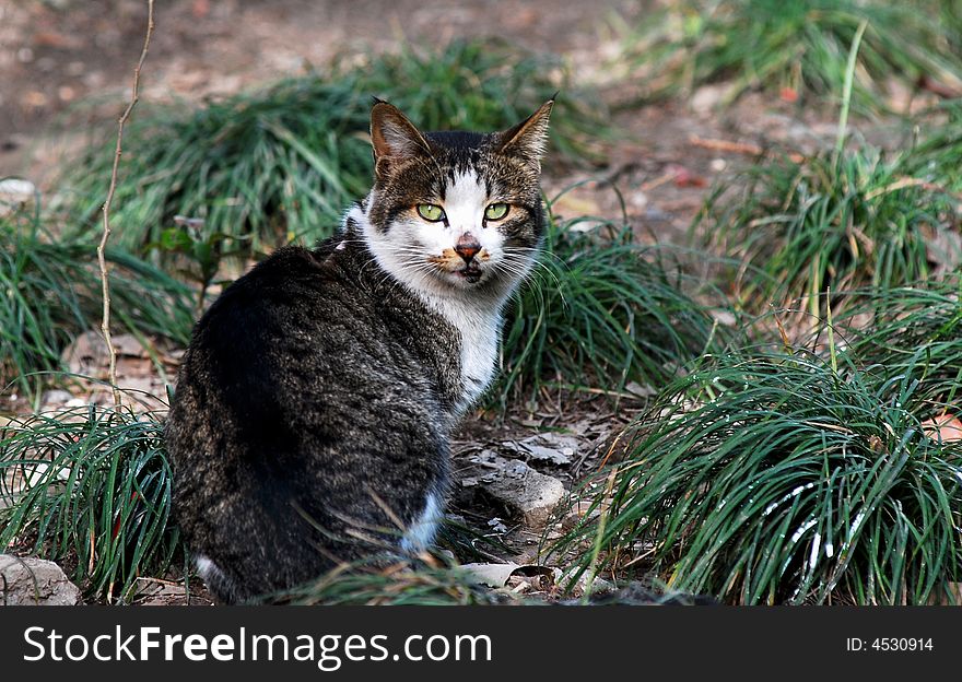 Black and grey cat with gree eye looking at you