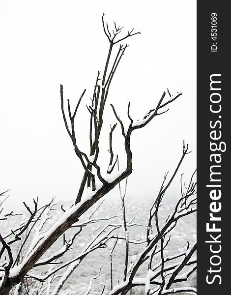 Vertical image of a tree branch covered in snow. Vertical image of a tree branch covered in snow