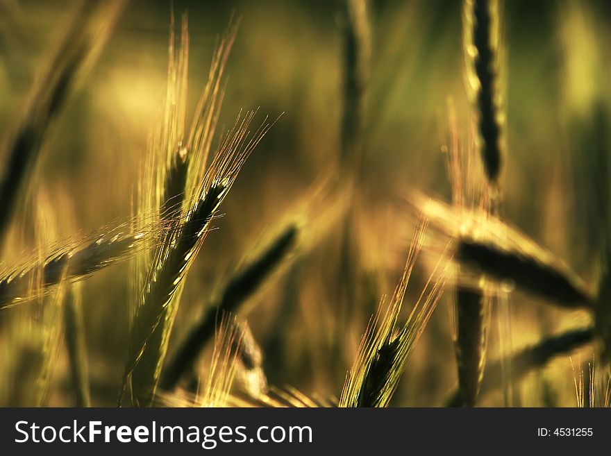 Golden Ears Of Grain/corn