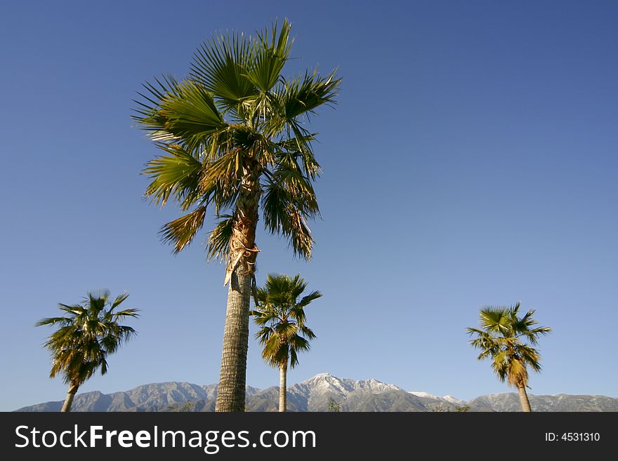 Horizontal image of palm trees and snow-capped mountains. Horizontal image of palm trees and snow-capped mountains