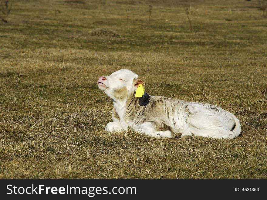 A baby cow on the farm land