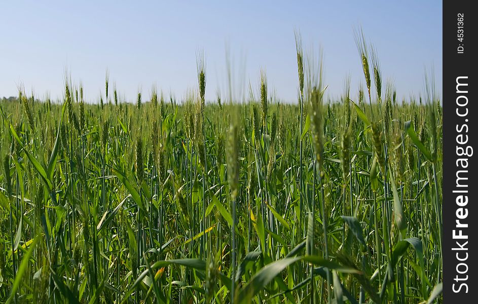 A close up of green wheat field