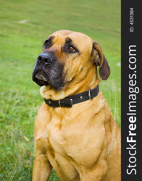 Beautifol portrait of a street dog looking in a distance