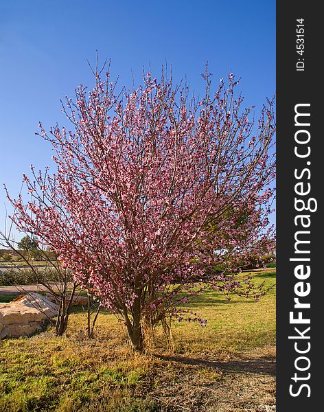 Blooming bush in the park