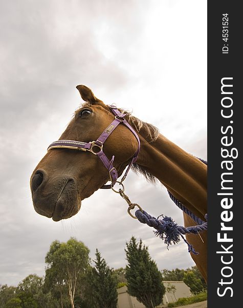 Face of brown horse with sky and trees in background. Face of brown horse with sky and trees in background