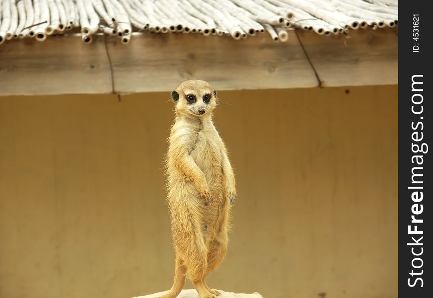 Ground-squirrel