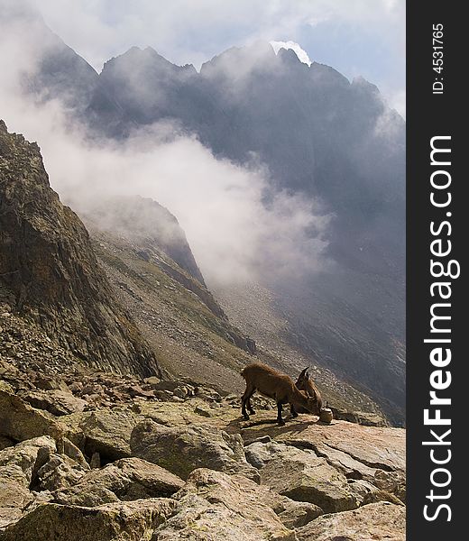 Two ibexes eating in an astonishing foggy day. Two ibexes eating in an astonishing foggy day