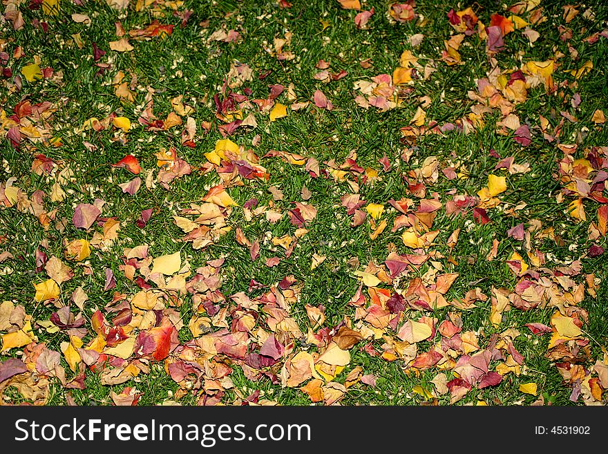 Beautiful Fall Background of colorful leaves on the ground