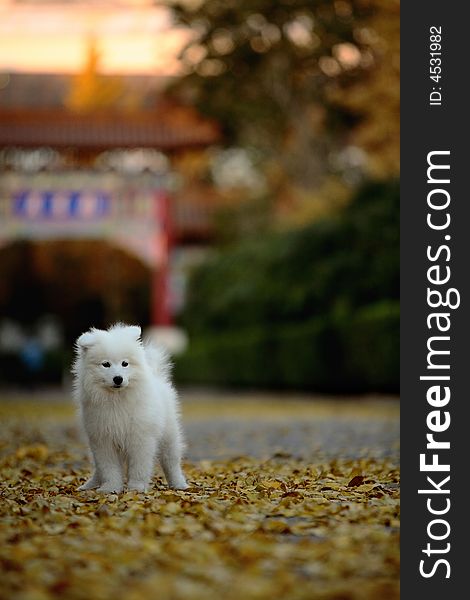 A baby samoyed focus at something