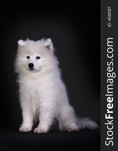 A baby samoyed looking beautiful