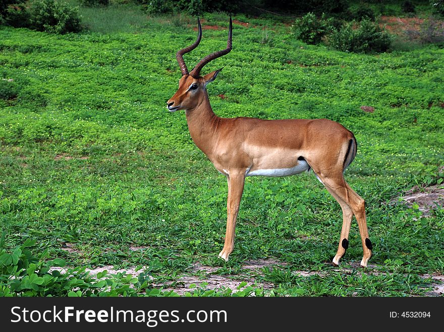 Antelope impala male in wild nature(Africa)