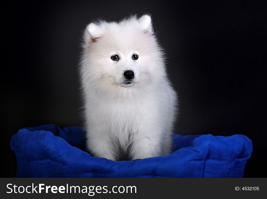 A baby samoyed looking beautiful