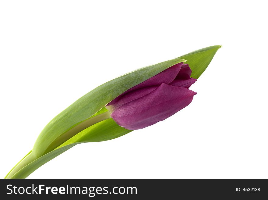 Violet tulips on a white background