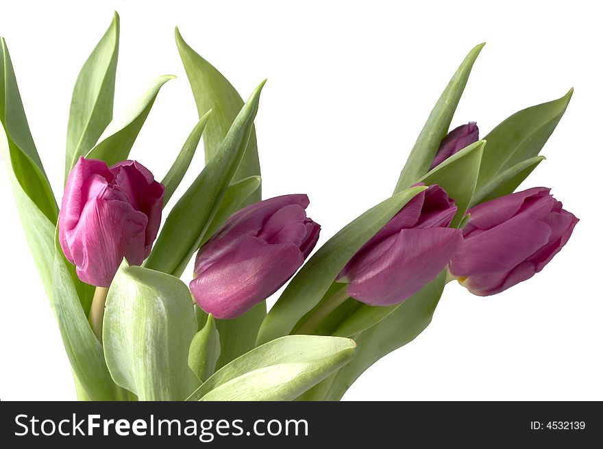 Violet tulips on a white background