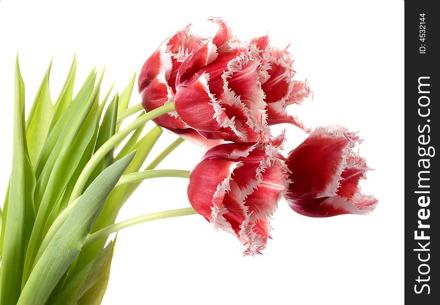 White - pink tulips on a white background