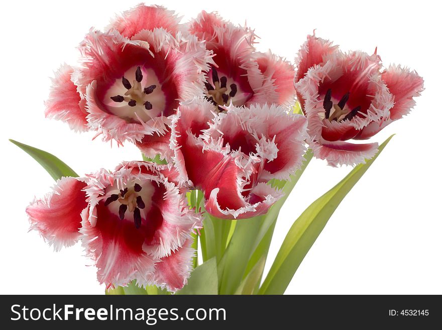 White - pink tulips on a white background