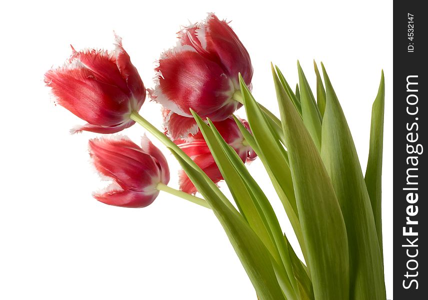 White - pink tulips on a white background