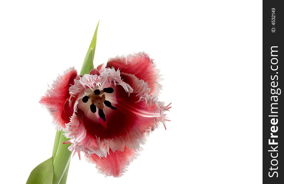 White - pink tulips on a white background