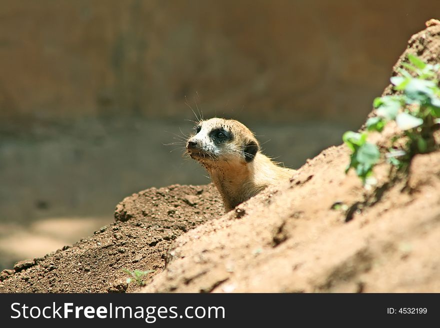 African marmot watching from the rocks