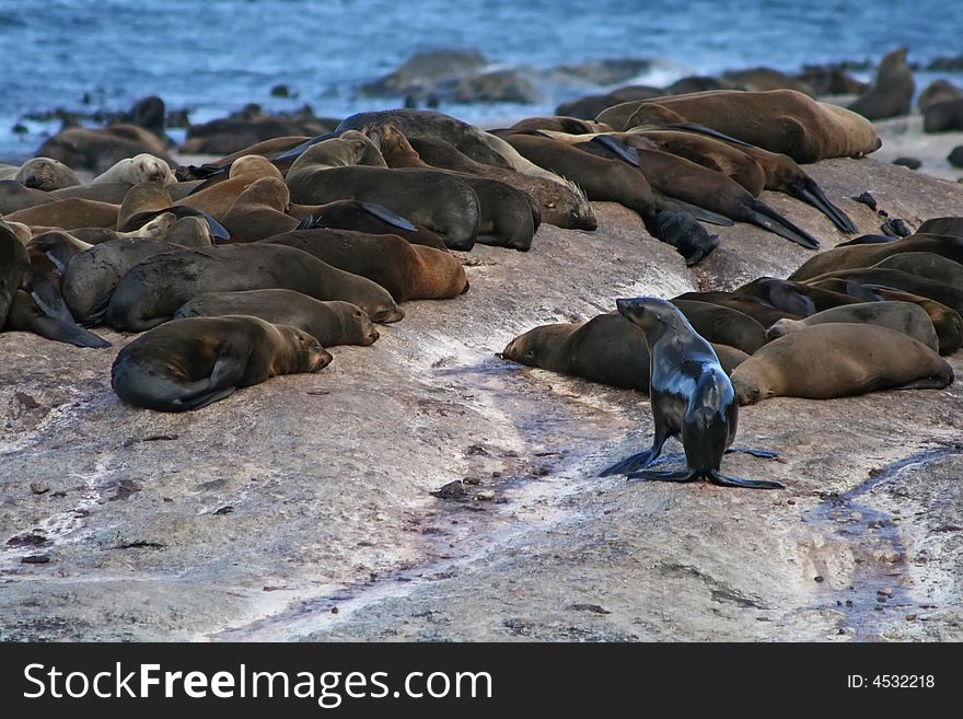 Sea lion colony resting on the rocks