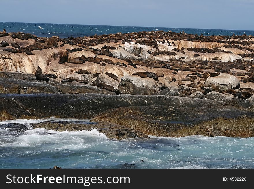 Sea lion colony in south africa