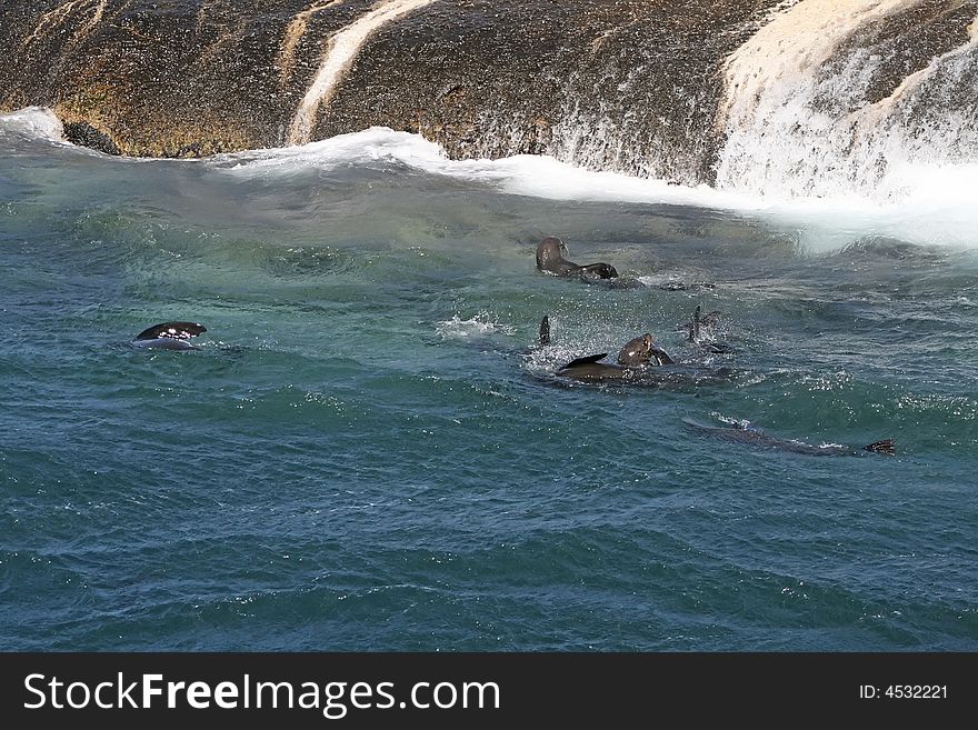 Sea lions playing in the water. Sea lions playing in the water