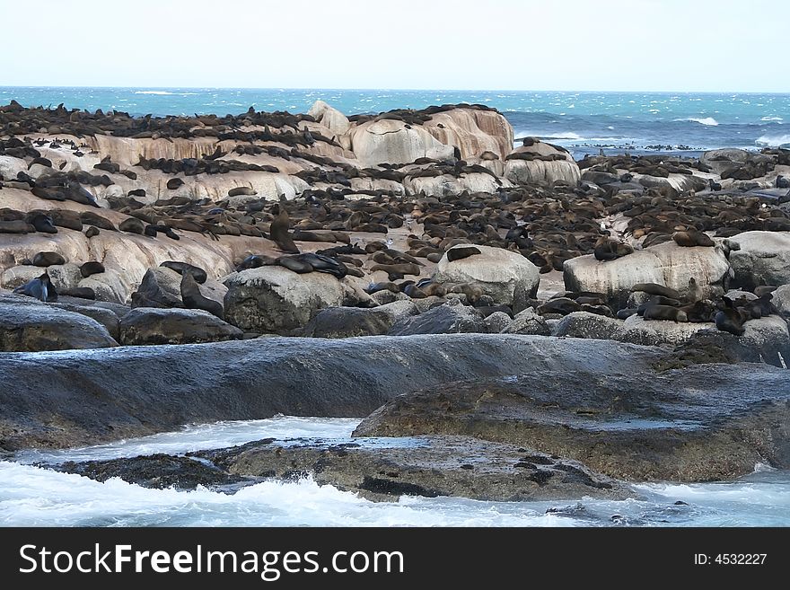Colony of sea lion resting. Colony of sea lion resting