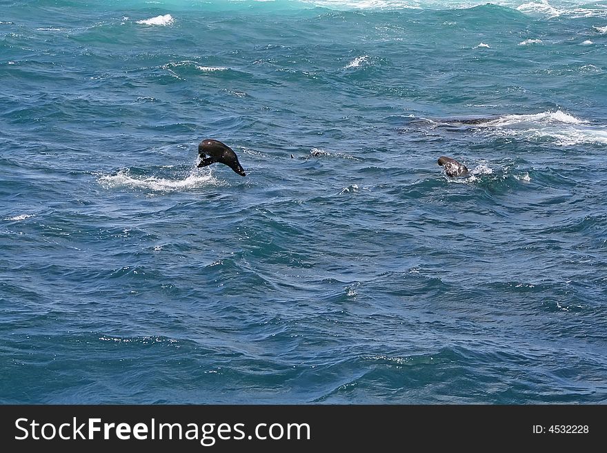 Sea lion playing in the water