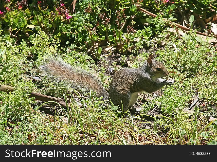 Squirrel in the grass eating a peanuts