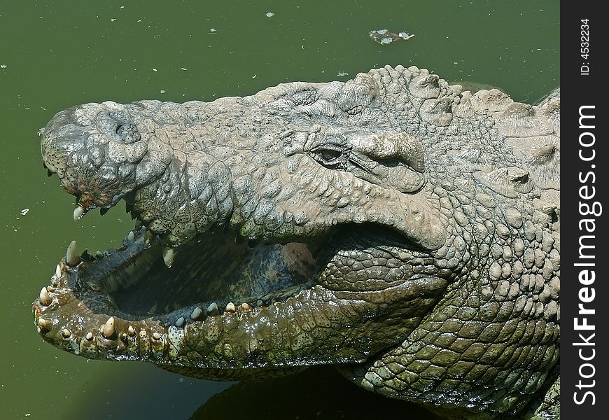 A huge crocodile head on the national park