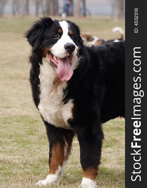 Any of a Swiss breed of large, muscular dogs having a soft, silky black coat with russet or tan markings on the forelegs, over each eye, and on both sides of a white chest. The dogs were formerly used for draft. Any of a Swiss breed of large, muscular dogs having a soft, silky black coat with russet or tan markings on the forelegs, over each eye, and on both sides of a white chest. The dogs were formerly used for draft.