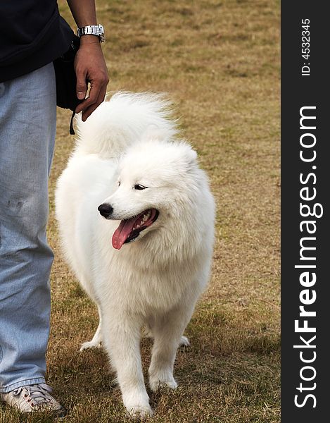 Any of a breed of medium-sized dog originally developed in northern Eurasia, having a thick, long, white or cream-colored coat. Any of a breed of medium-sized dog originally developed in northern Eurasia, having a thick, long, white or cream-colored coat.