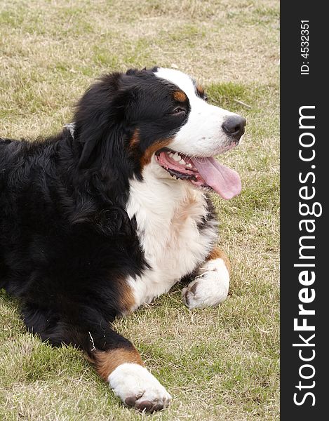 Any of a Swiss breed of large, muscular dogs having a soft, silky black coat with russet or tan markings on the forelegs, over each eye, and on both sides of a white chest. The dogs were formerly used for draft. Any of a Swiss breed of large, muscular dogs having a soft, silky black coat with russet or tan markings on the forelegs, over each eye, and on both sides of a white chest. The dogs were formerly used for draft.
