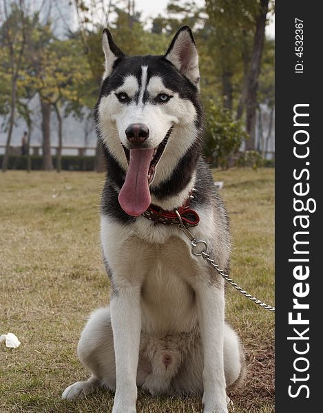 Huskie A dog of a breed developed in Siberia for pulling sleds and having a dense, variously colored coat. Huskie A dog of a breed developed in Siberia for pulling sleds and having a dense, variously colored coat.