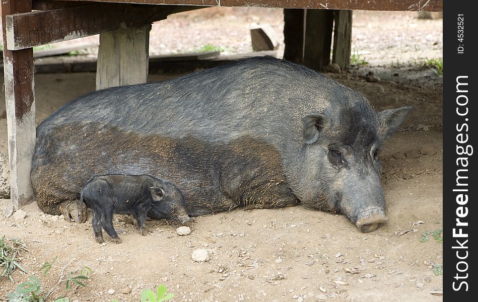 In Laos, wild pigs kept as a pet and can be freely around