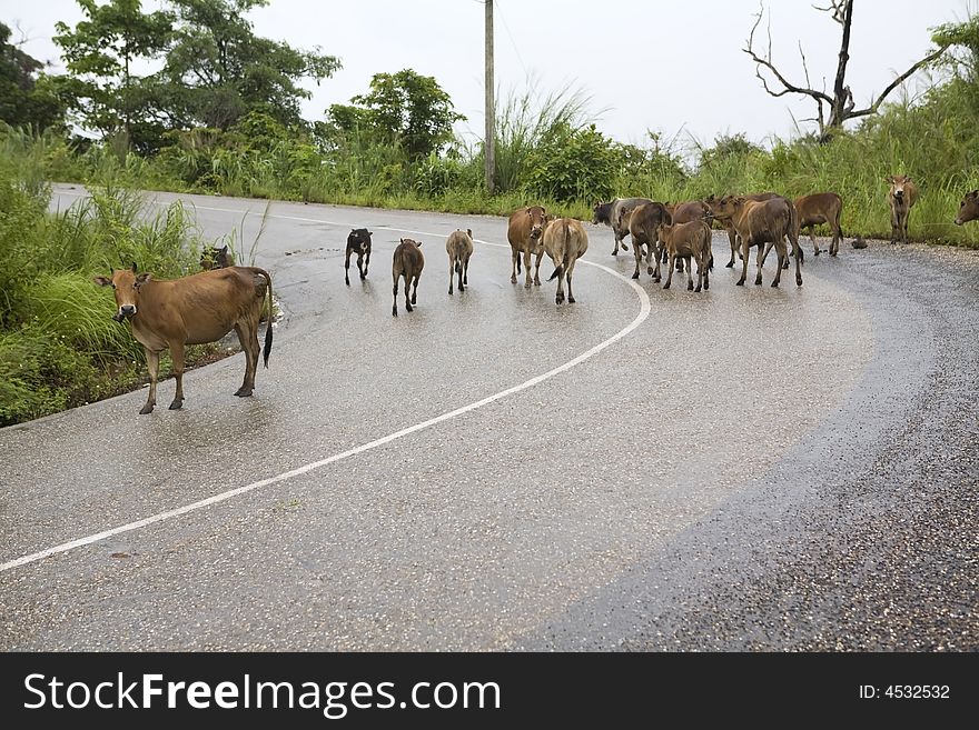 In Laos run cows, goats and wild pigs around freely and often cross the roads. In Laos run cows, goats and wild pigs around freely and often cross the roads