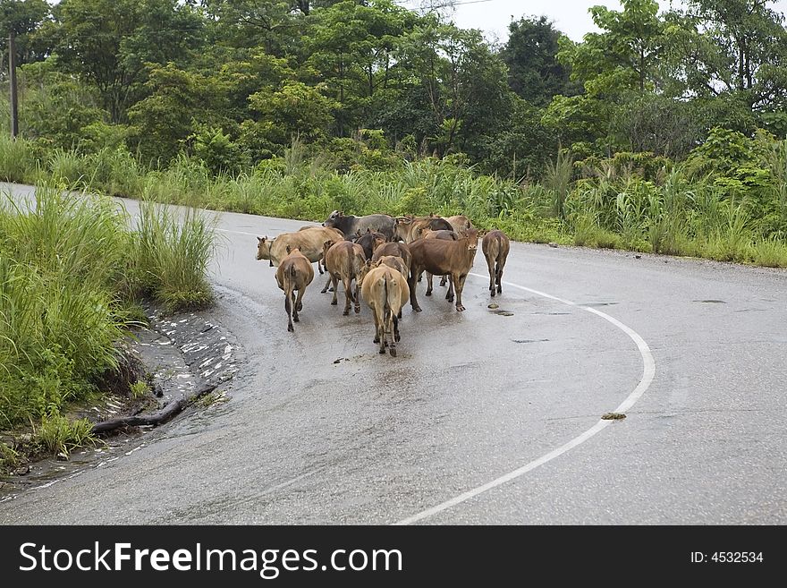 In Laos run cows, goats and wild pigs around freely and often cross the roads. In Laos run cows, goats and wild pigs around freely and often cross the roads